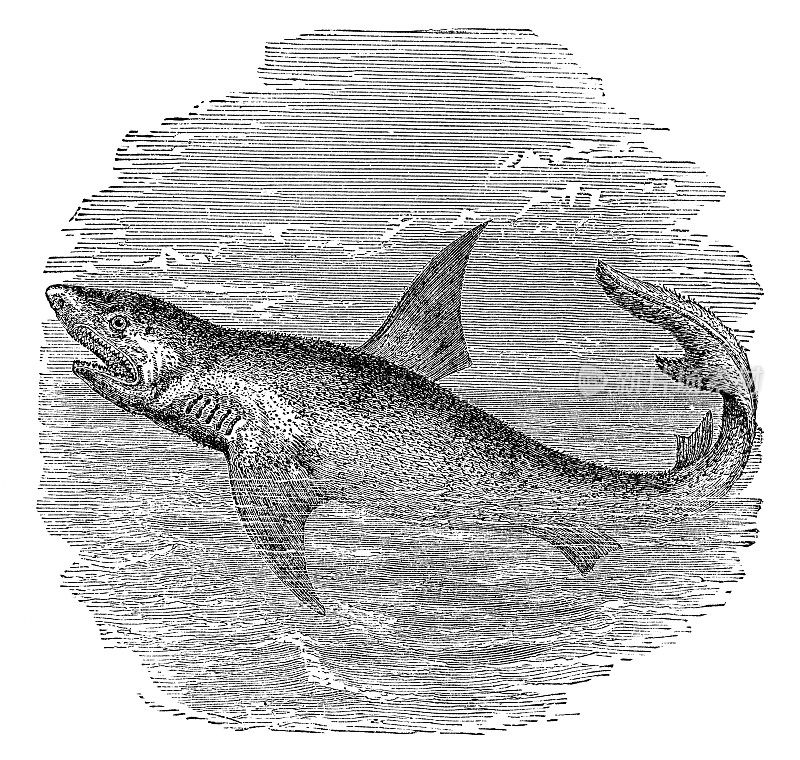 姥鲨(鲸头鲨)- 19世纪